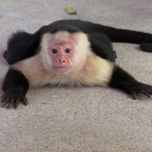 singe-capucin-pres-du